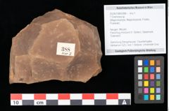 Foto (Objekt + Etikett) von Graminea ? sp.  (NHMW-GEO-2024-0188-0388)